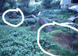 A mature oak tree toppled by application of gray water to the roots in the dry season.