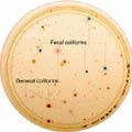 Coliscan testing plate