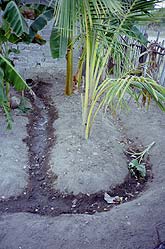 Gray water garden beds and trenches