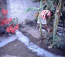 Grey water trenches with high loading.