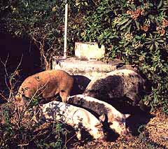 Ruin of failed composting toilet.