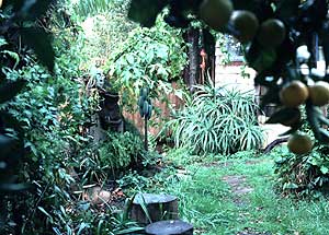 Permaculture food jungle around Oasis office.