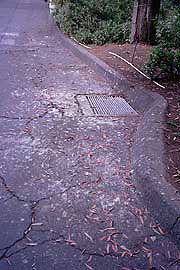Bird feces around a storm drain are posed to wash into the Rincon lagoon, causing tests to appear positive for human fecal contamination.